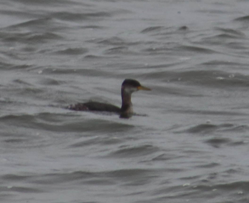 Red-necked Grebe - ML646761392