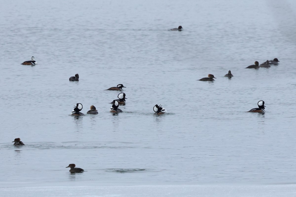 Hooded Merganser - ML646761398