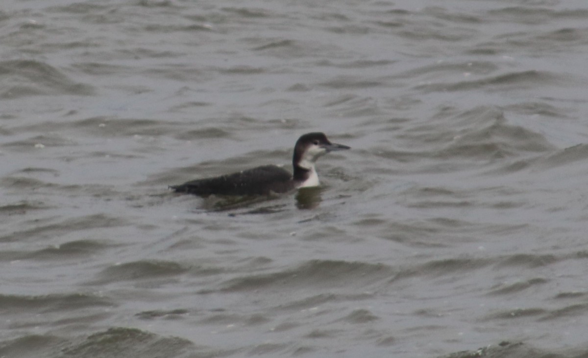 Common Loon - ML646761399