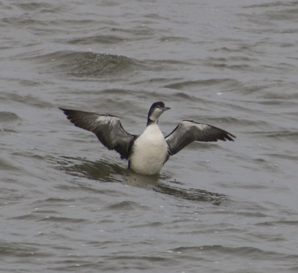 Common Loon - ML646761400
