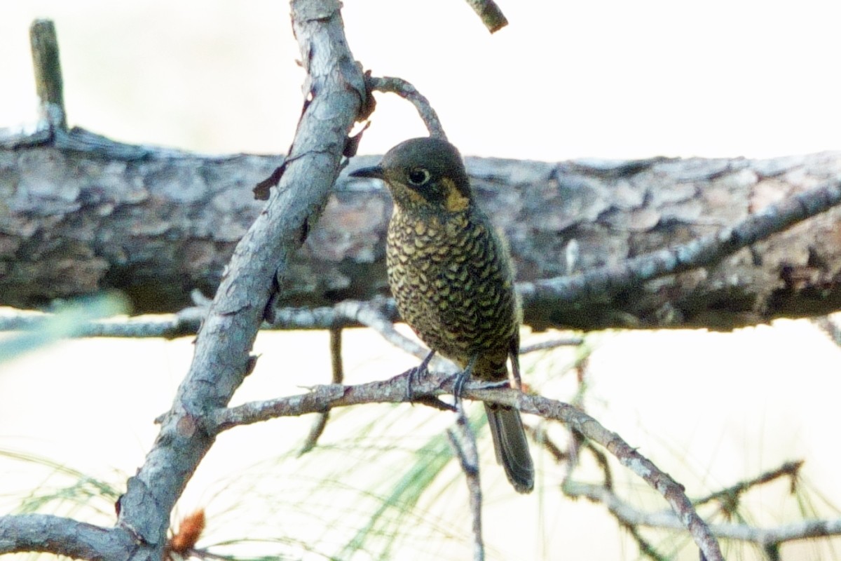 Chestnut-bellied Rock-Thrush - ML646761401