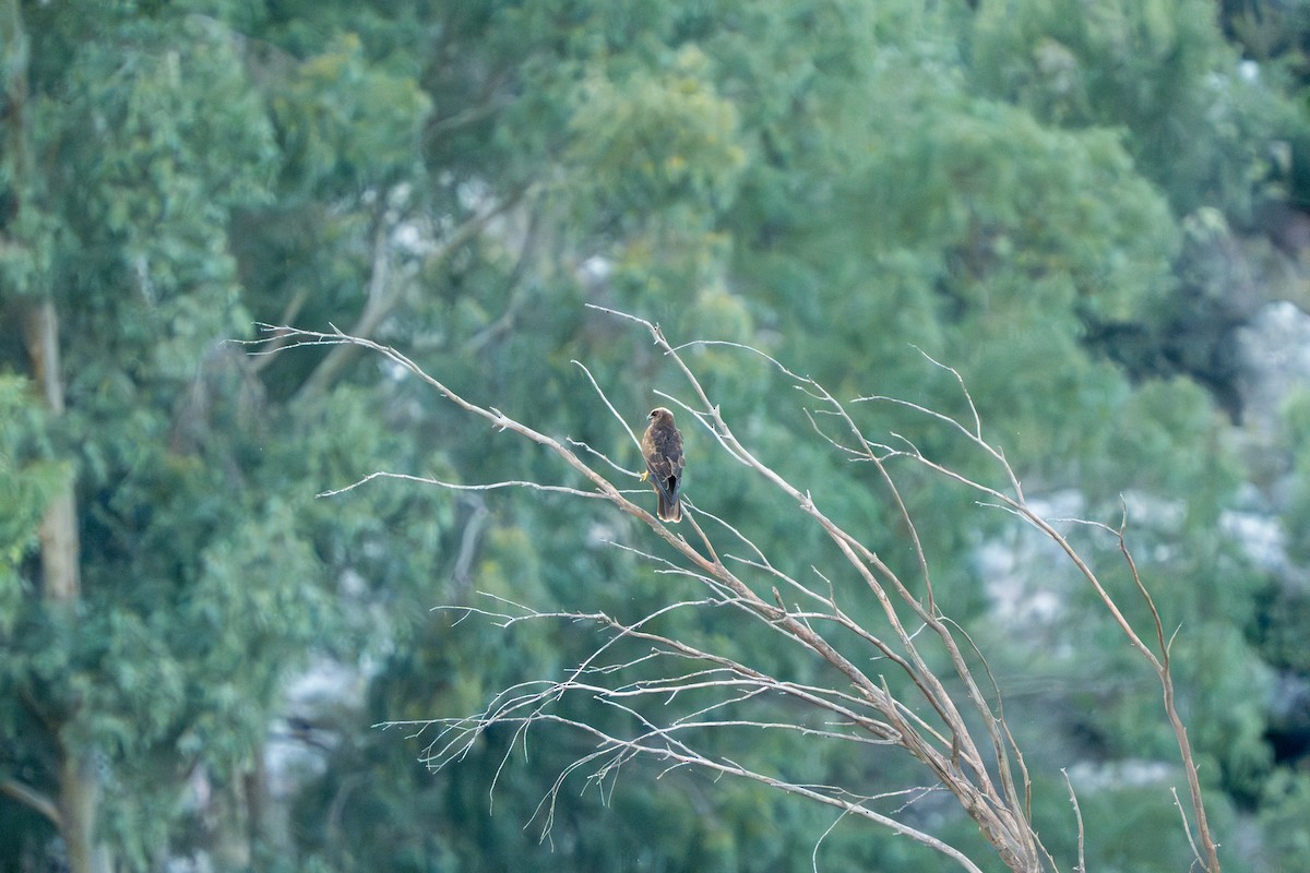 ヨーロッパチュウヒ - ML646761402