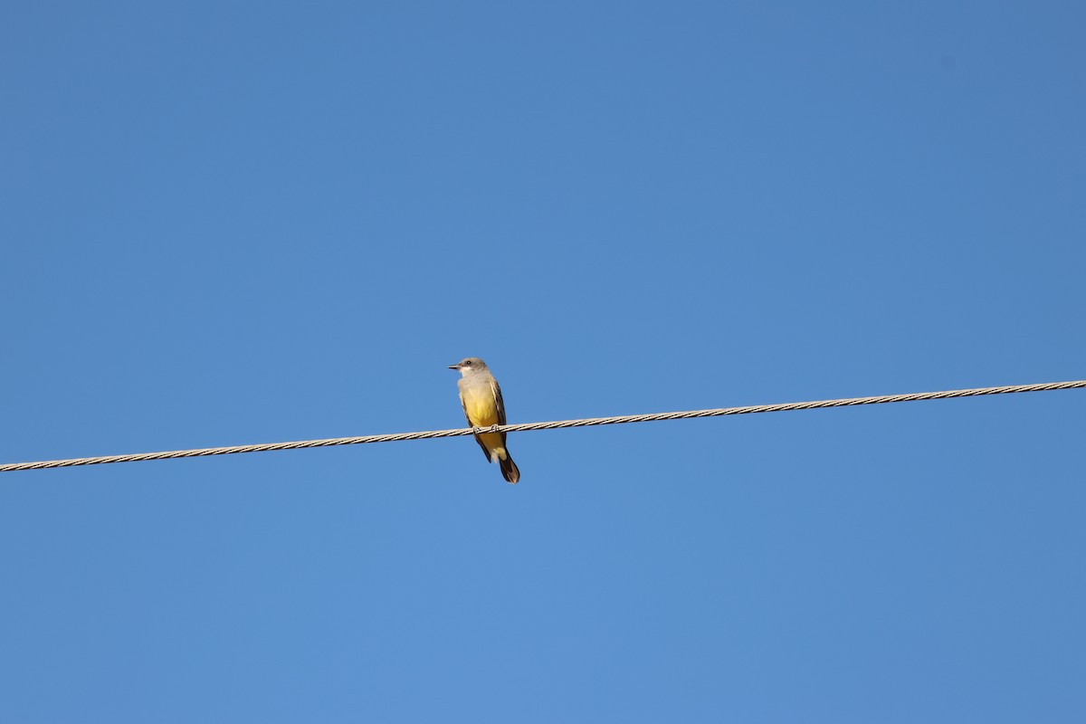 Серогрудый тиранн - ML646761403