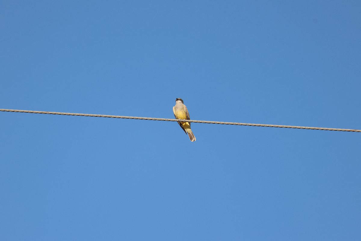 Серогрудый тиранн - ML646761404