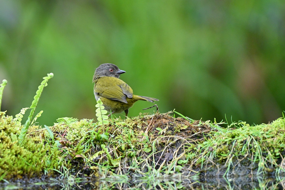 Dusky Chlorospingus - ML646761405