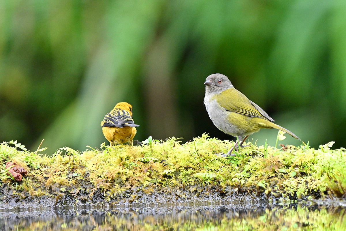 Dusky Chlorospingus - ML646761406
