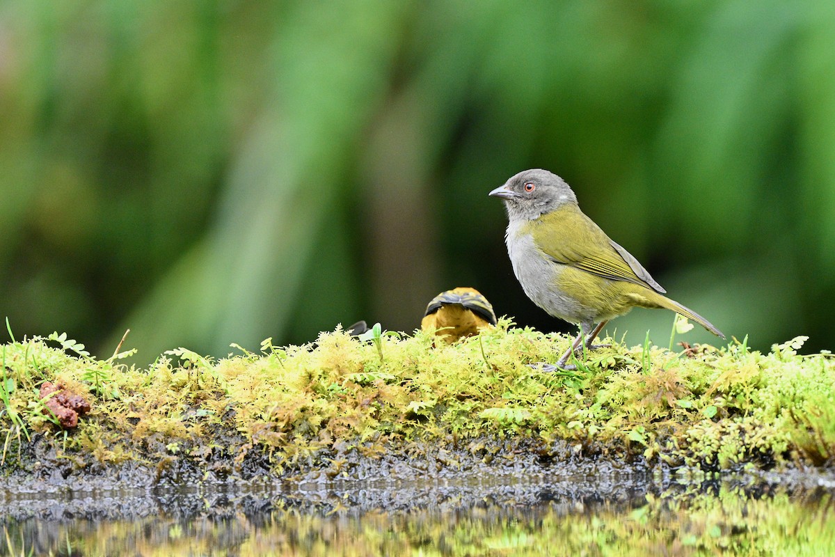 Dusky Chlorospingus - ML646761407