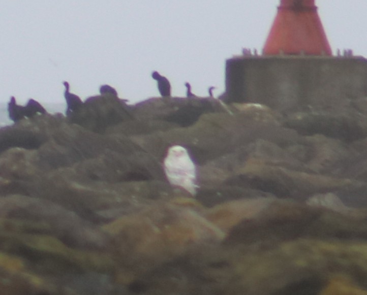 Snowy Owl - ML646761409