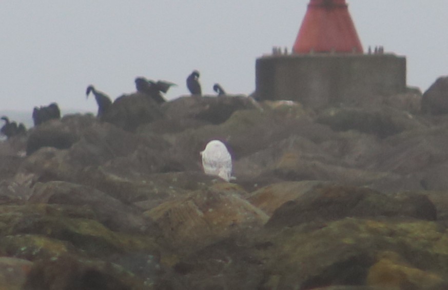 Snowy Owl - ML646761410