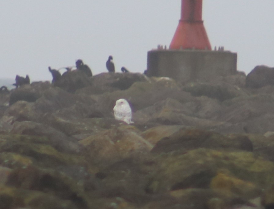 Snowy Owl - ML646761411