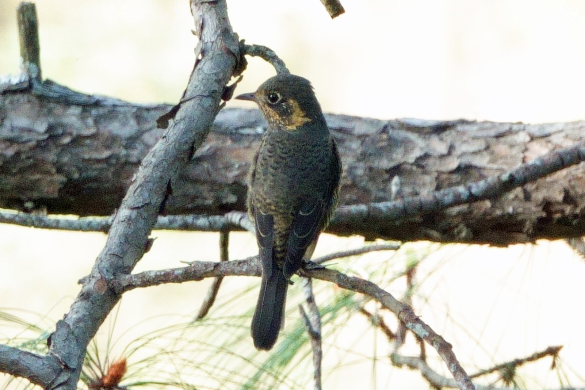 Chestnut-bellied Rock-Thrush - ML646761413