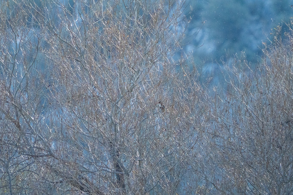 アオショウビン - ML646761414