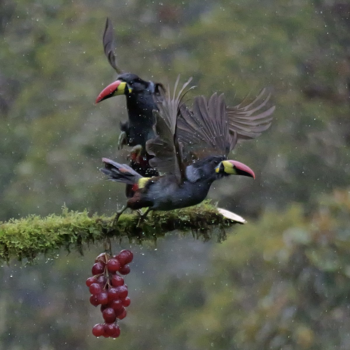Gray-breasted Mountain-Toucan - ML646761420