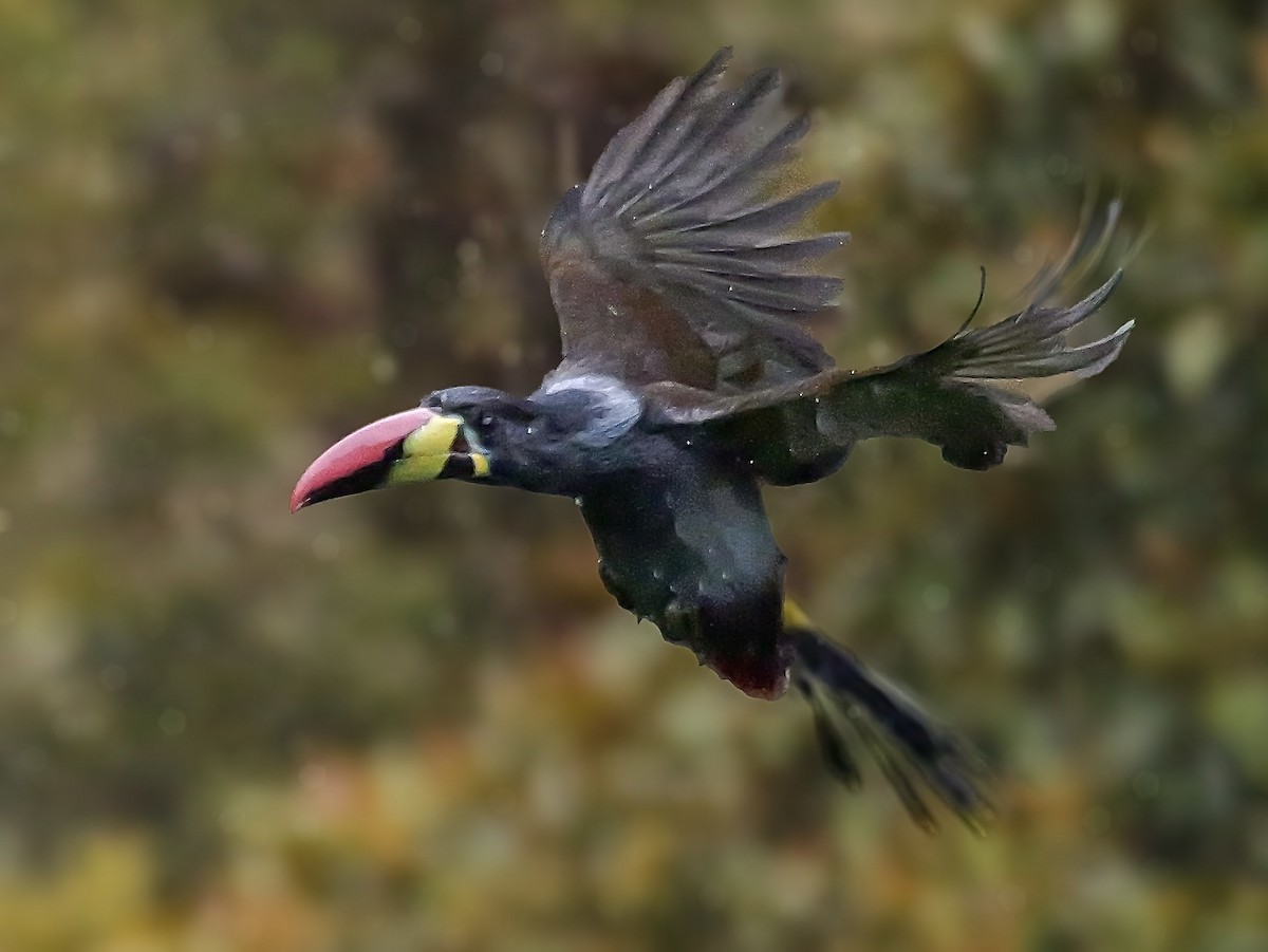 Gray-breasted Mountain-Toucan - ML646761421