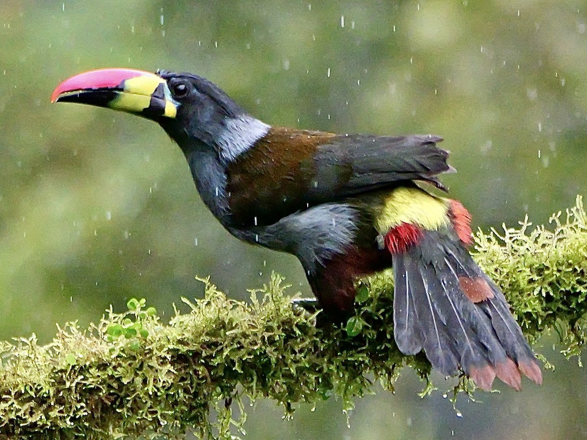 Gray-breasted Mountain-Toucan - ML646761422
