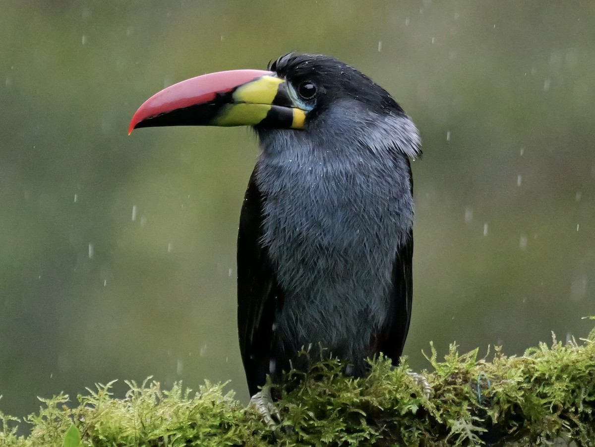 Gray-breasted Mountain-Toucan - ML646761423