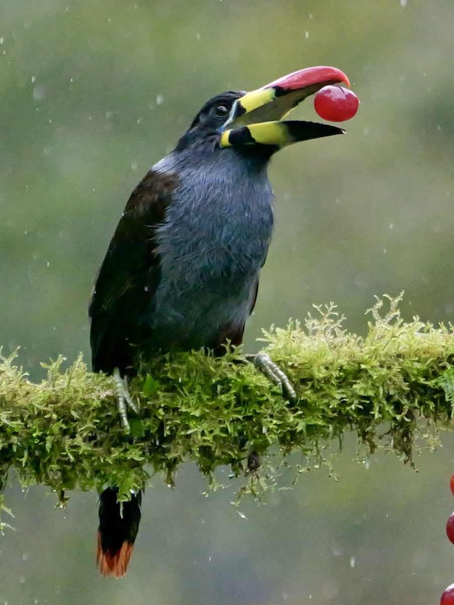 Gray-breasted Mountain-Toucan - ML646761424