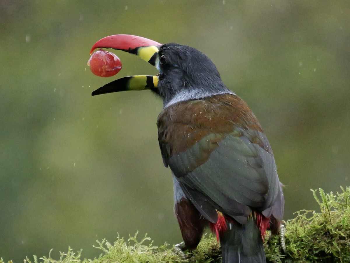 Gray-breasted Mountain-Toucan - ML646761425