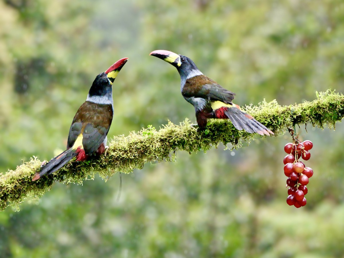 Gray-breasted Mountain-Toucan - ML646761426
