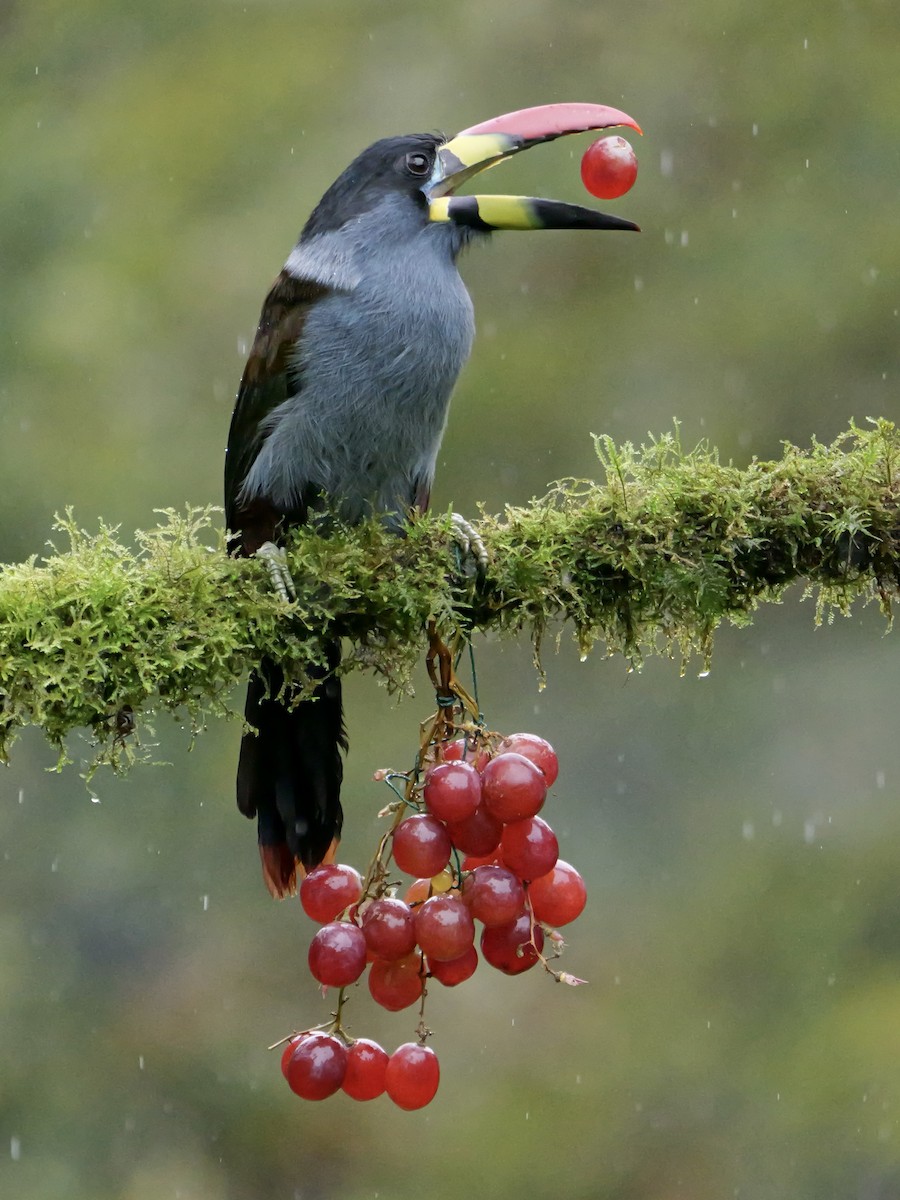 Gray-breasted Mountain-Toucan - ML646761427