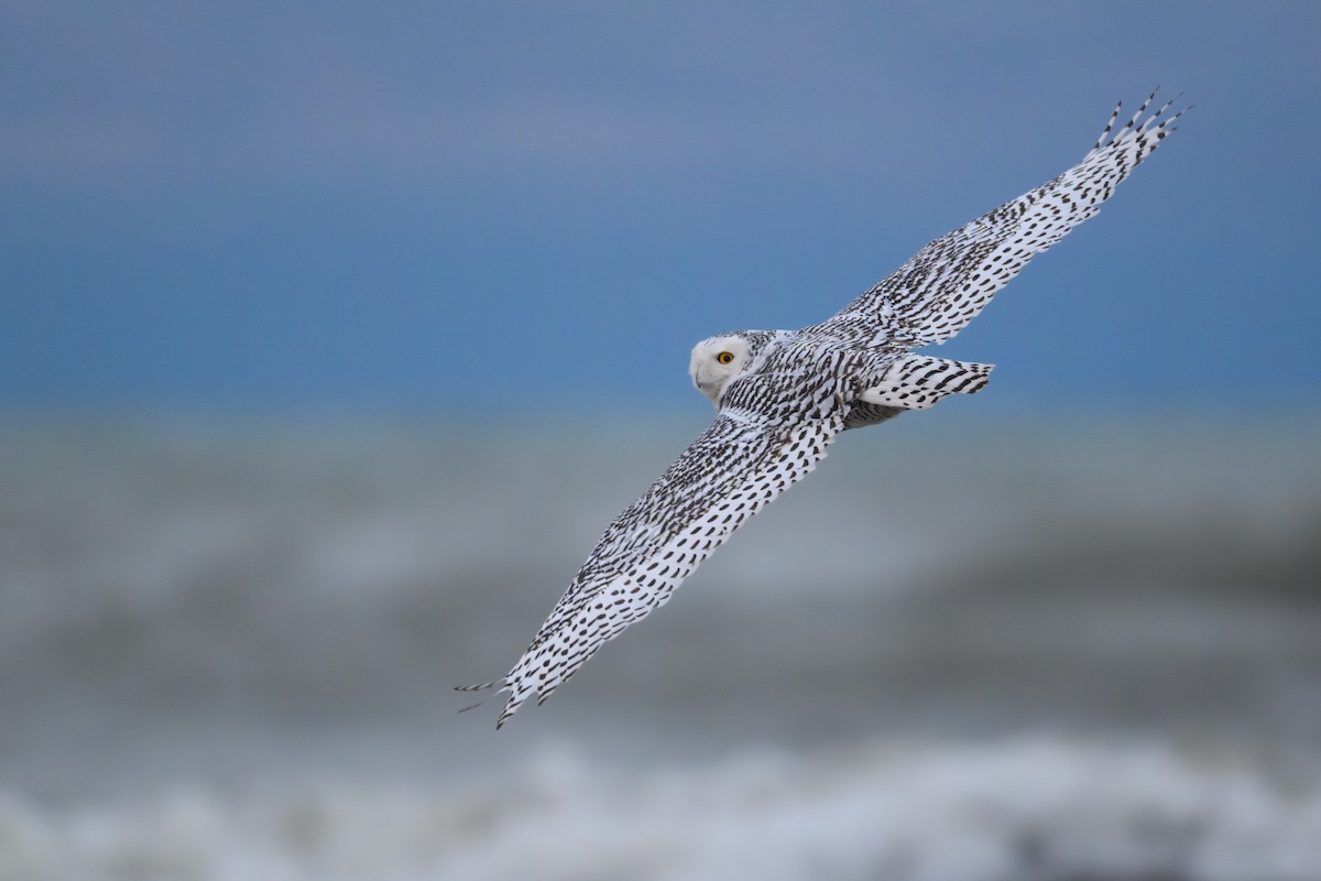 Snowy Owl - ML646761430