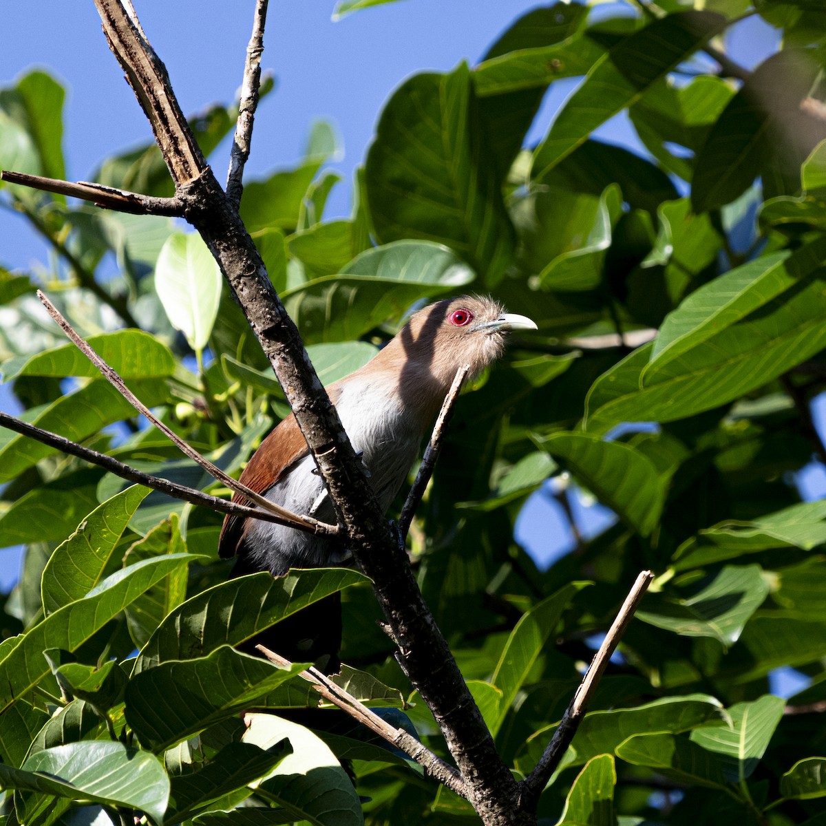 Common Squirrel-Cuckoo - ML646761432