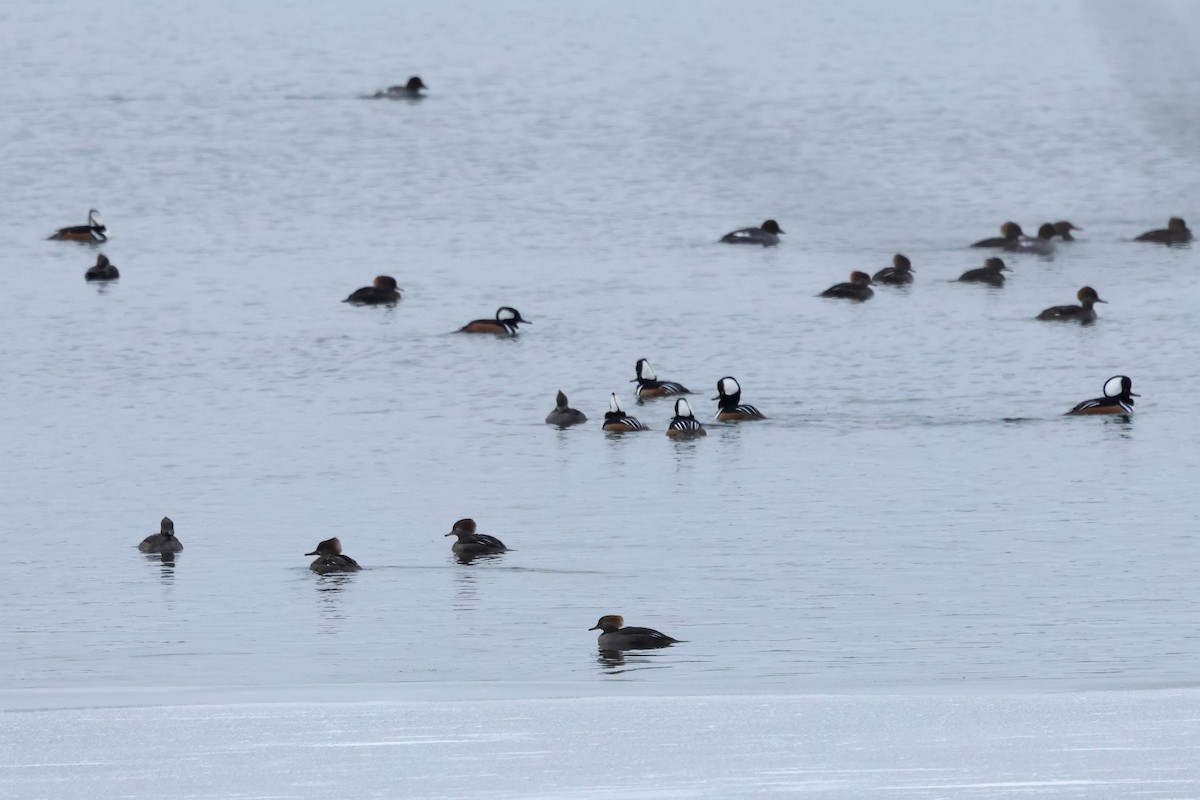 Hooded Merganser - ML646761433