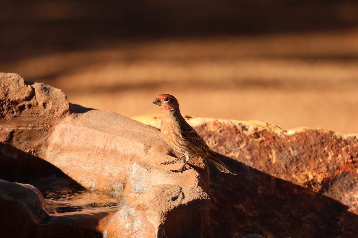 Мексиканская чечевица - ML646761434