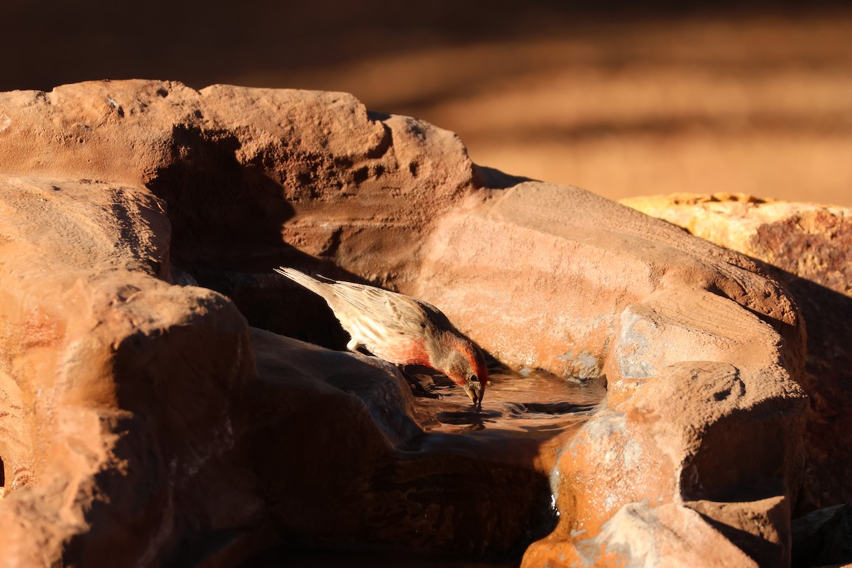 Мексиканская чечевица - ML646761435