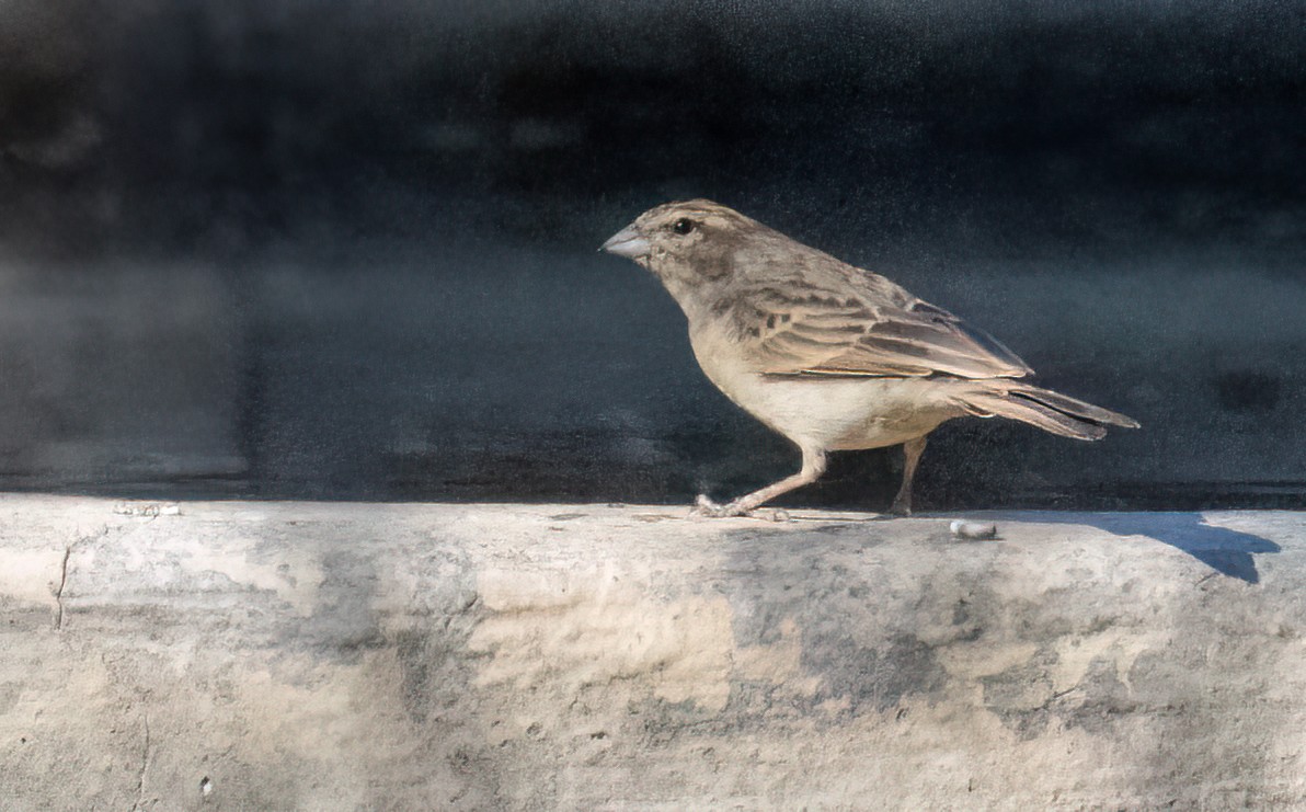 Bruant des rochers - ML646761436