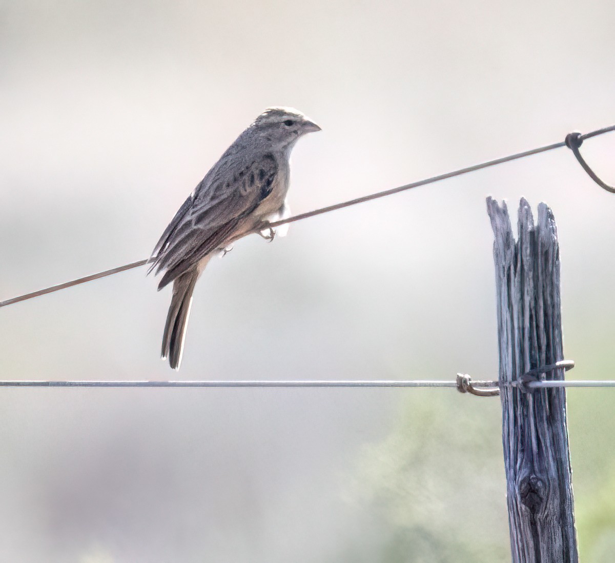 Bruant des rochers - ML646761437