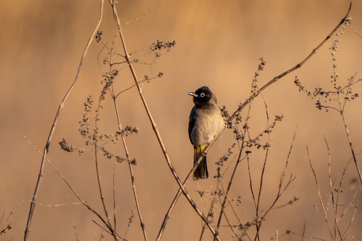 Gelbsteißbülbül - ML646761440