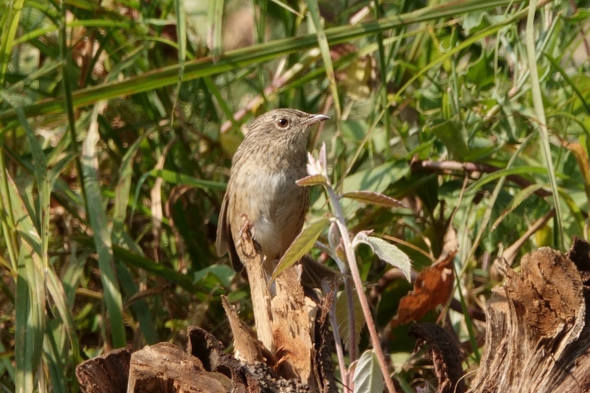 Himalayan Prinia - ML646761443