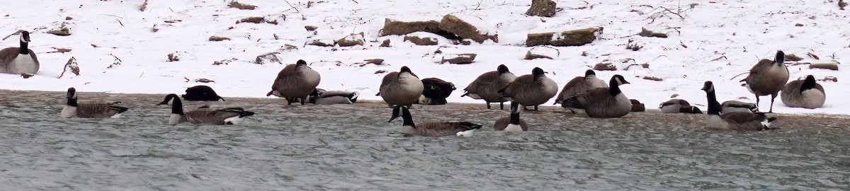 Казарка канадська - ML646761444