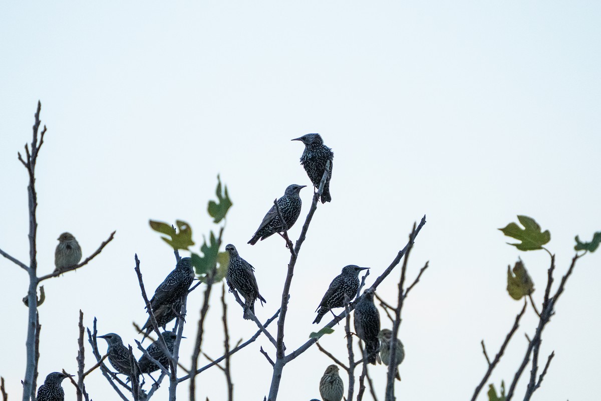 ホシムクドリ - ML646761447