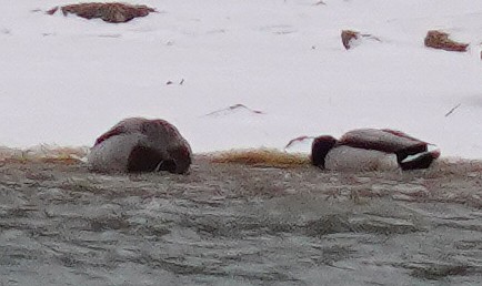 Крижень звичайний - ML646761452