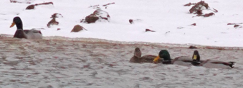 Крижень звичайний - ML646761453