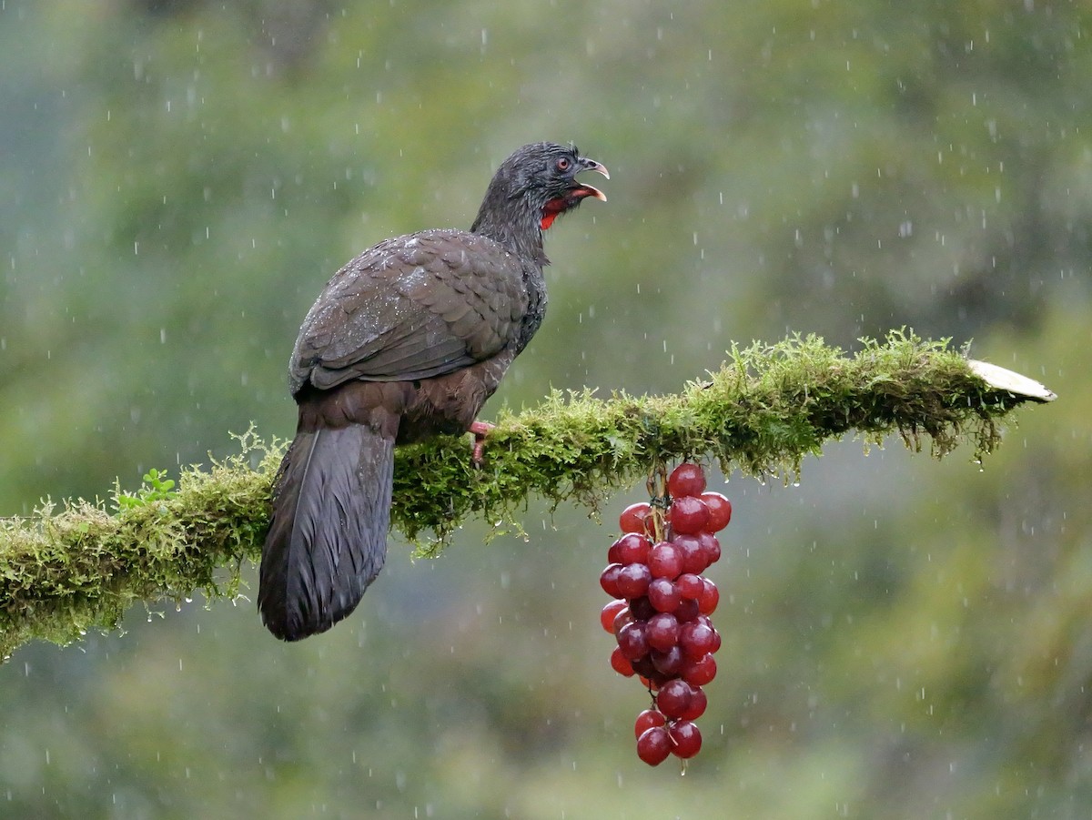 Pava Andina - ML646761454