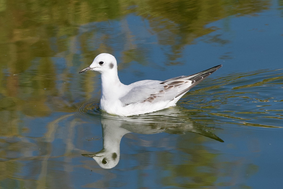 Gabbiano di Bonaparte - ML646761455