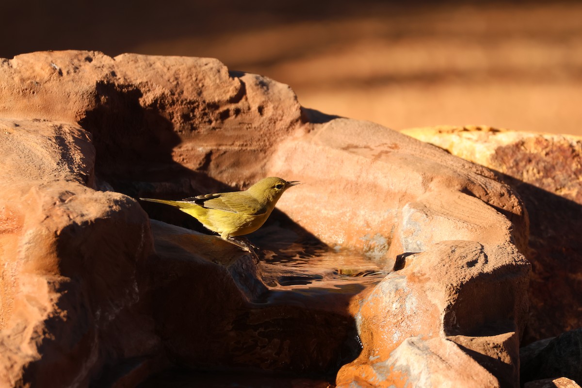 Рыжешапочная древесница - ML646761456