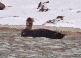 Крижень американський - ML646761457