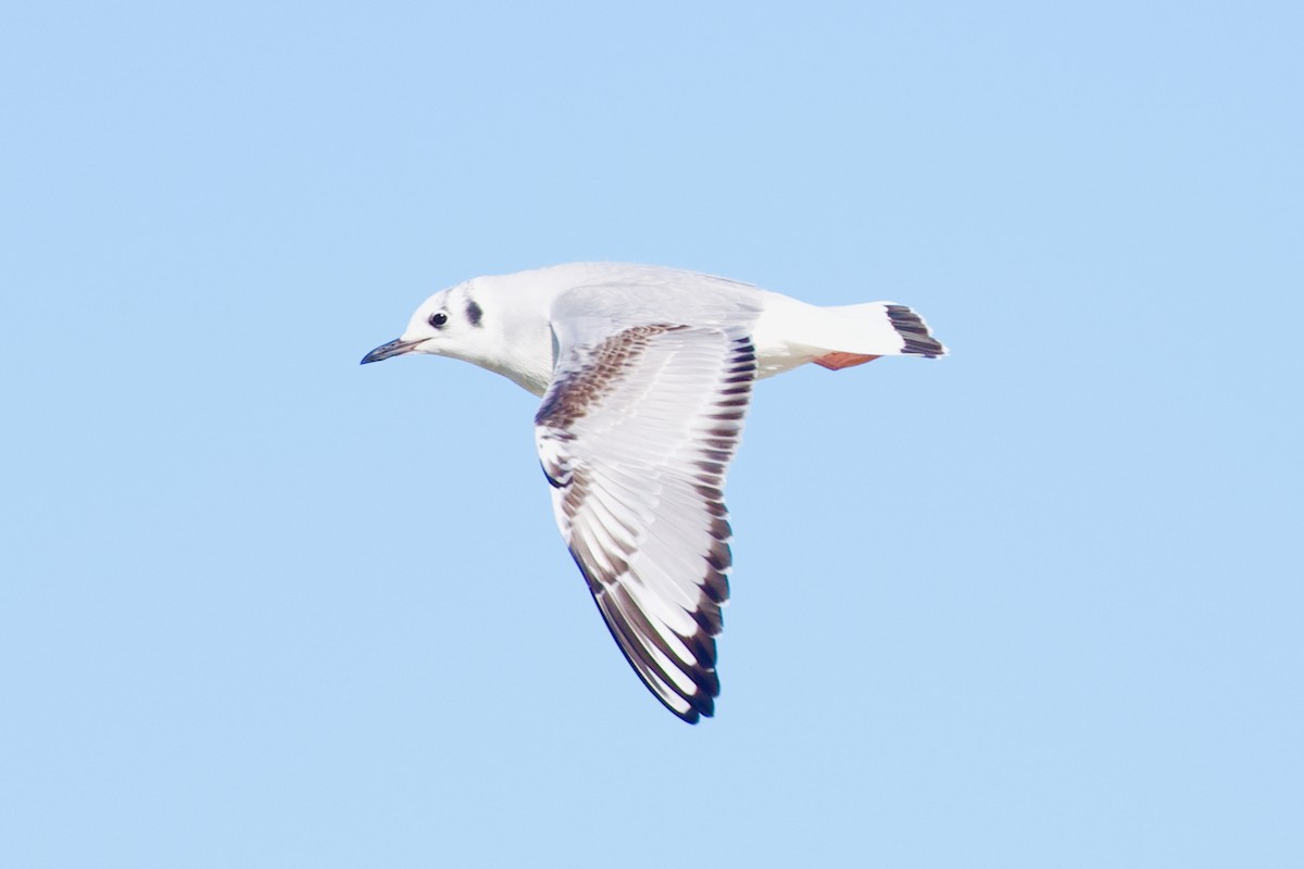 Gabbiano di Bonaparte - ML646761458