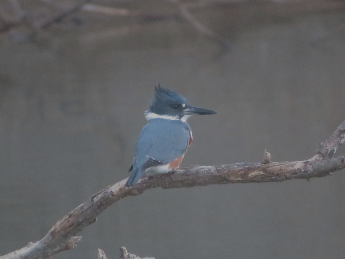 Belted Kingfisher - ML646761459