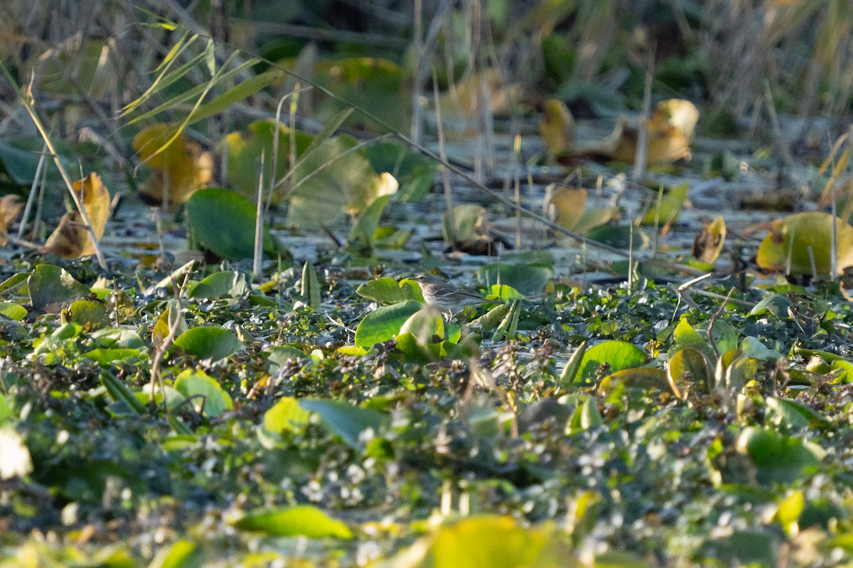 サメイロタヒバリ - ML646761461