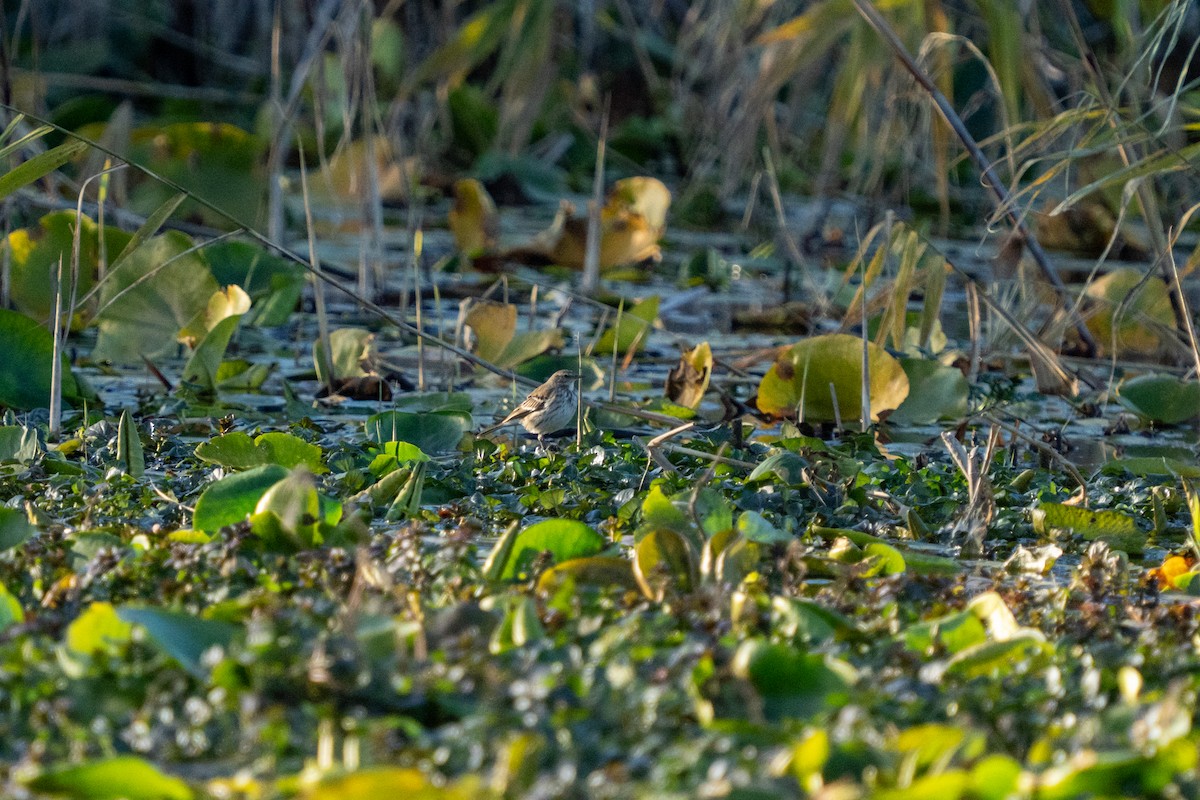 サメイロタヒバリ - ML646761462