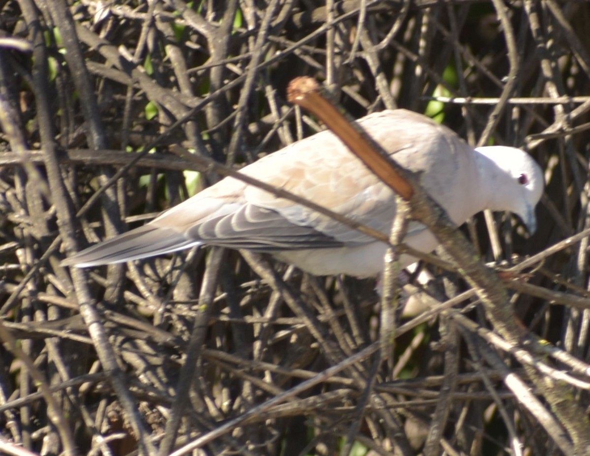 hrdlička zahradní - ML646761463