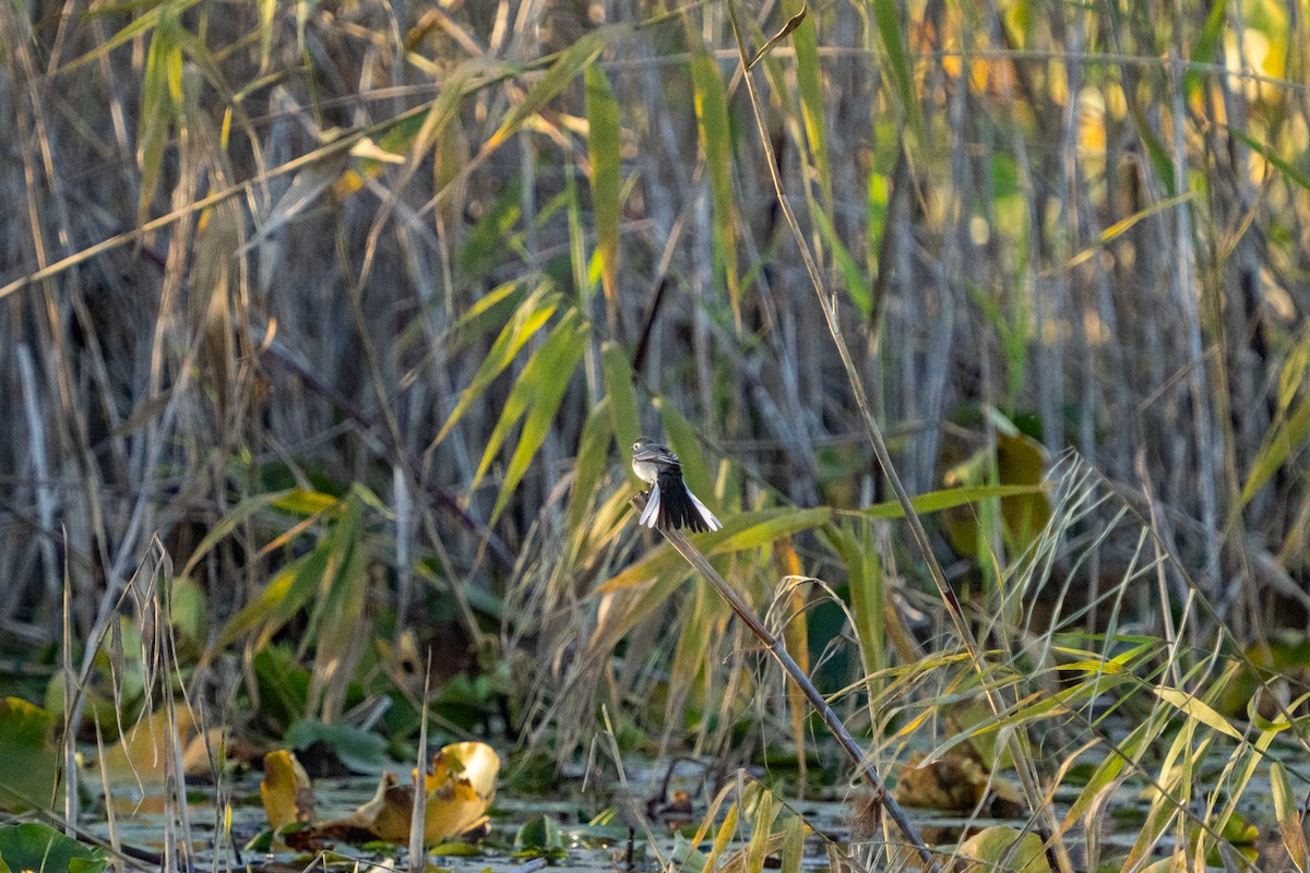 ハクセキレイ - ML646761465