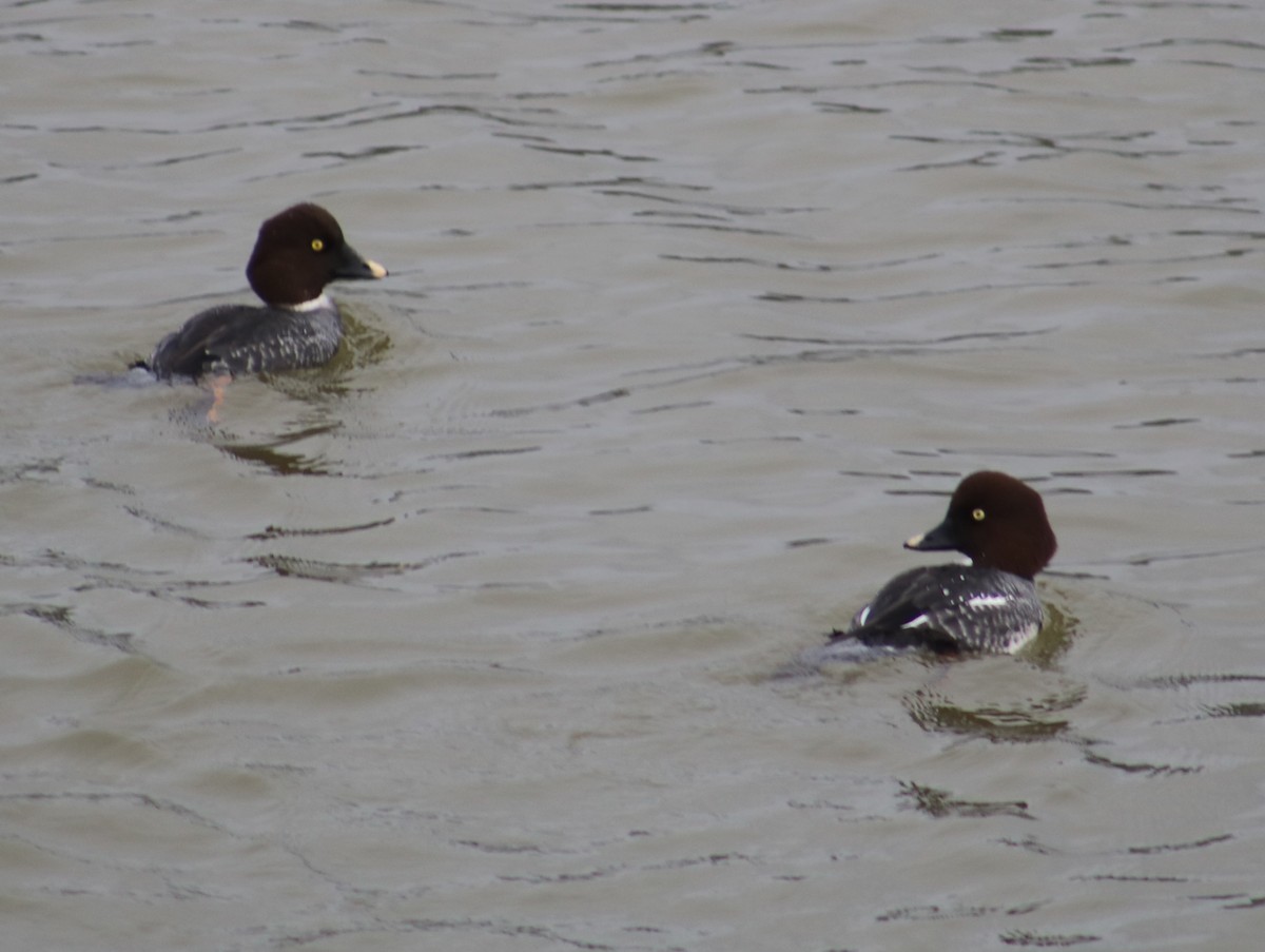 Common Goldeneye - ML646761466