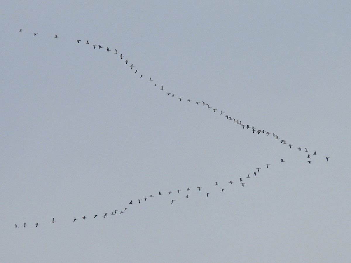 Oca delle nevi - ML646761467