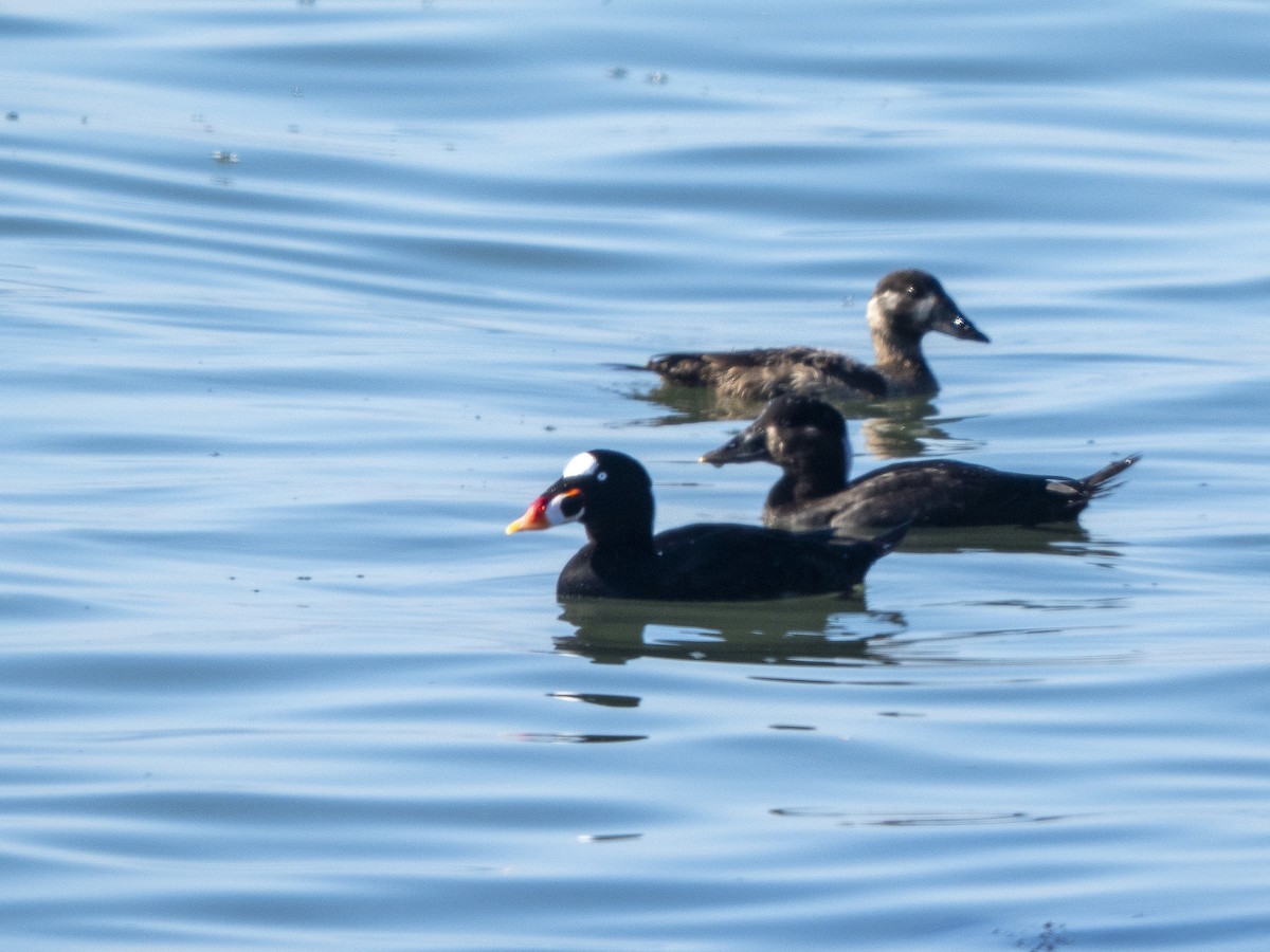 brilleand - ML646761468